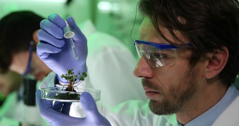 Biologists Man Pipetting Irrigate Radish Seedlings University Laboratory Studies