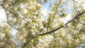 Adorable pear branches with sunlit pink  blossom and trembling green leaves on white and blue foggy background in fairy tale style for dreamlike mood. Fantasy view of lyric nature in amazing HD clip.