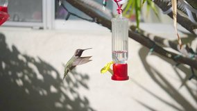 Professional video of humming bird drinking from bird feeder in slow motion 180fps