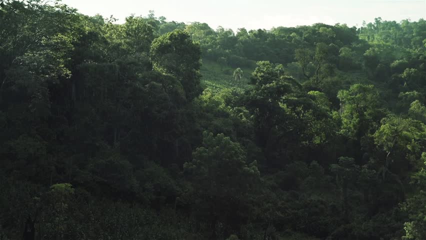 green forest tree tops spring on Stock Footage Video (100% Royalty-free ...