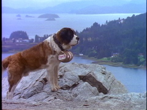 ARGENTINA, 1998, Bariloche, Saint Bernard dog, on rock, barrel around neck