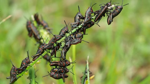 Eastern Lubber Grasshopper (Romalea microptera) nymphs (early instars) perch on blades of grass.