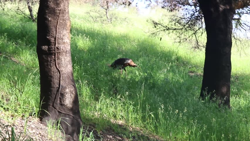 Shiloh Ranch Regional Park, California - The wild turkey (Meleagris gallopavo) is an upland ground bird native to North America and is the heaviest member of the diverse Galliformes.