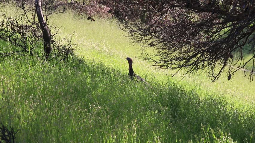 Shiloh Ranch Regional Park, California - The wild turkey (Meleagris gallopavo) is an upland ground bird native to North America and is the heaviest member of the diverse Galliformes.