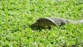 Monitor lizard feeding on green grass.