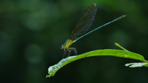 Dragonfly in rain forest. 