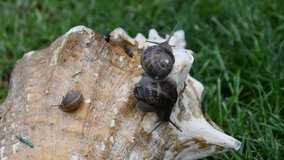  snails crawling slowly