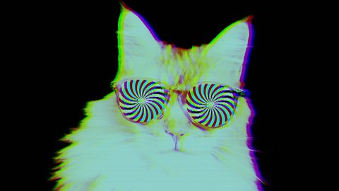 beautiful cool disco cat with hypnotic sunglasses