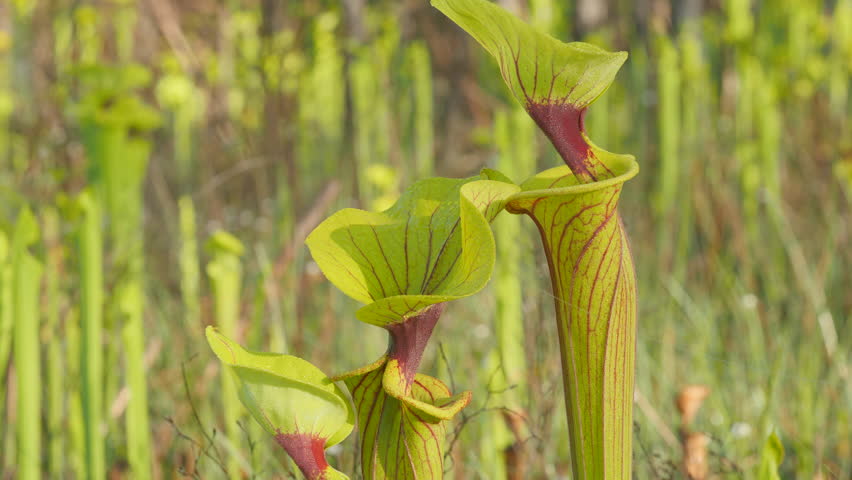 Carnivorous Yellow Pitcherplants (Sarracenia flava var. rugelii) are abundant in this seepage slope/wet prairie habitat in Apalachicola National Forest in the panhandle of Florida.