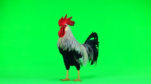 cock sings on the green screen