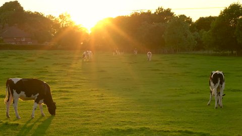 4K video clip showing herd of Friesian cows grazing, eating grass in a field on a farm at sunset or sunrise
