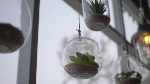 Succulent in glass terrarium for decorative