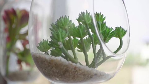 Succulent in glass terrarium for decorative