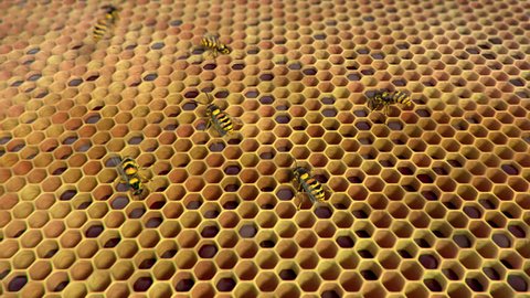 Wasps ine the hive, looping animation