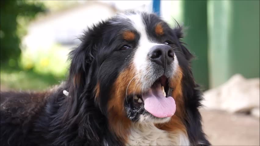 Bernese Mountain Dog is hollering Royalty-Free Stock Footage #1010384255