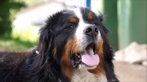 Bernese Mountain Dog is hollering