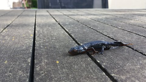 alpine newt salamander moving on table, rare amphibian in spring, close up shooting of tritons in Europe, salamander on wood macro view