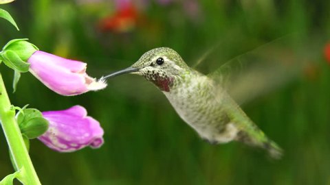 This is a footage of a hummingbird and an ant visit two foxgloves
