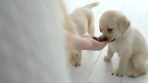 Woman feeding labrador puppy by hand 库存视频