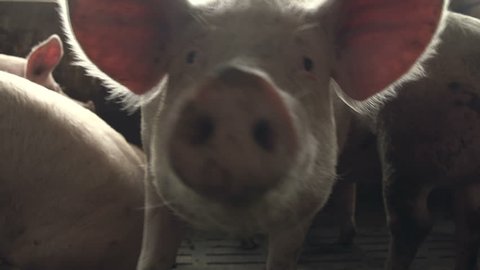 Curious spotted pig sniffs at the camera and looks at it in a wooden pigstry