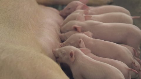 Jolly nerwborn piglets sucking thebreasts of their swine in a sunny shed