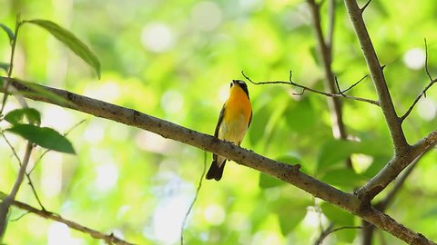 Birds (Yellow-Rumped Flycatcher) A Beautiful