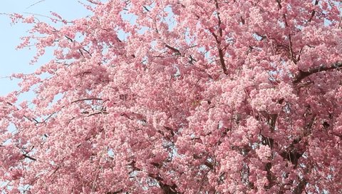 Weeping cherry tree in full bloom