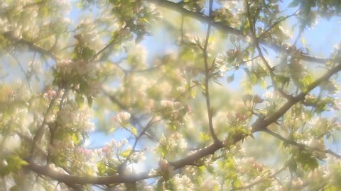 Adorable pear branch with sunlit pink and white blossom and trembling green leaves on blue foggy background in fairy tale style for dreamlike mood. Fantasy view of lyric nature in amazing HD clip.
