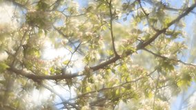 Fantasy pear branch with sunlit pink and white blossom and trembling green leaves on blue foggy background in fairy tale style for dreamlike mood. Adorable view of lyric nature in amazing HD clip.
