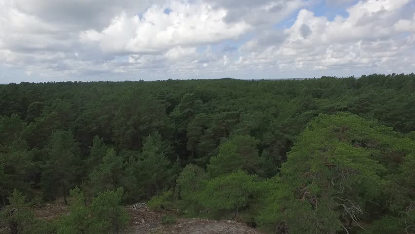 Thick forest in Nötö island, Finland