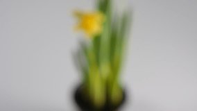 small spring yellow daffodil flower plant with bright green stems in a brown plant pot with water splashes, close up dolly shot of seasonal fresh wildflowers against a white background 