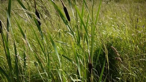 Typha latifolia, Common Bulrush, Broadleaf Cattail HD video footage