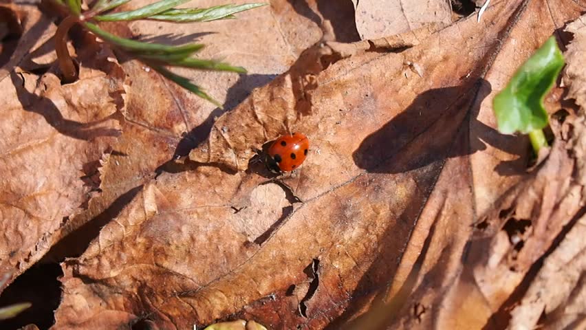 Ladybug crawling on the lovely leaves in the woods | Shutterstock HD Video #1010402585