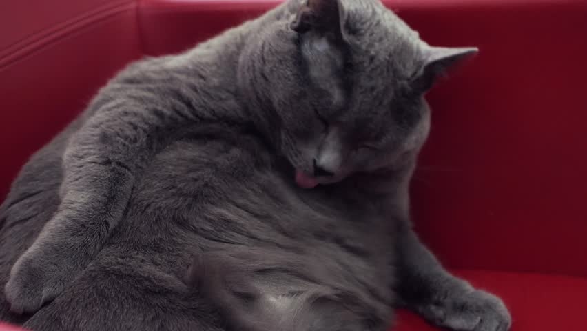 Cat clean and looks at the camera