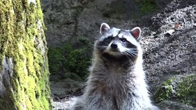 Raccoon closeup  video