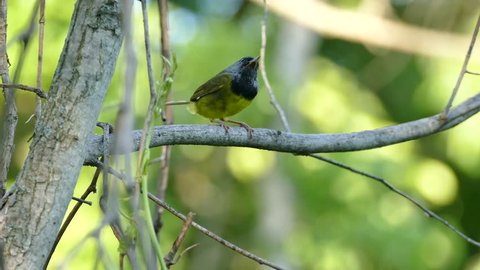 Various shots of Mourning Warbler in North American forest