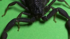 Scorpion walks/sits on green background 4k studio footage