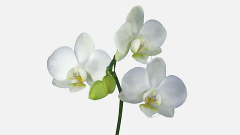 Time-lapse of opening white orchid 13a1w in PNG+ format with ALPHA transparency channel isolated on white background
