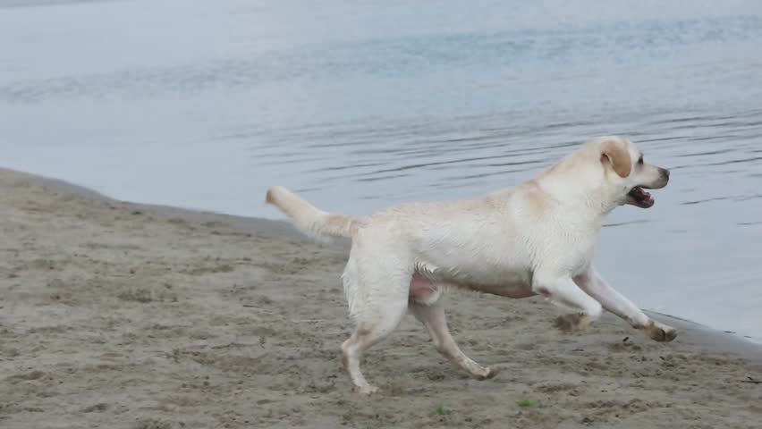 cute dog in water, slow motion
