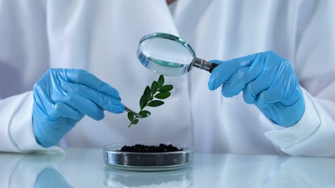 Biology researcher checking green plant with magnifying glass, soil analysis
