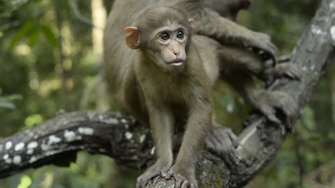 Baby monkey grooming, Infant of Assam macaque 