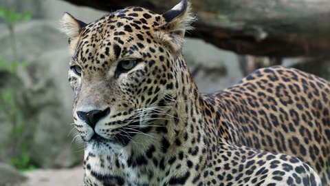 Ceylon leopard, Panthera pardus kotiya beautiful animal and his portrait.