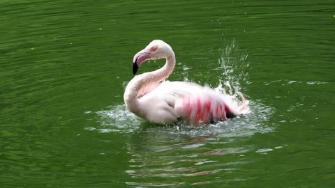 Pink flamingo (Phoenicopterus roseus) bathing  Video Stok