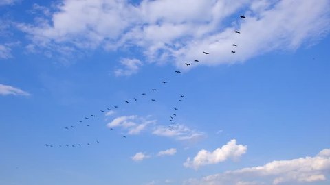 Common Cranes flying in v-formation over Biebrza river wetlands in north-eastern Poland