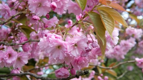 Pink Cherry Blossom trees in April Sunshine, Lancaster, UK.