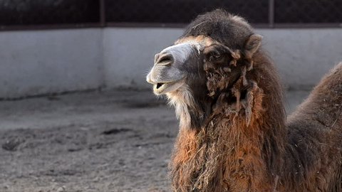 Bactrian camel portrat