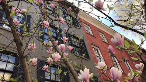 Spring 
Trees blooming with brownstones in Greenwich Village_NYC
