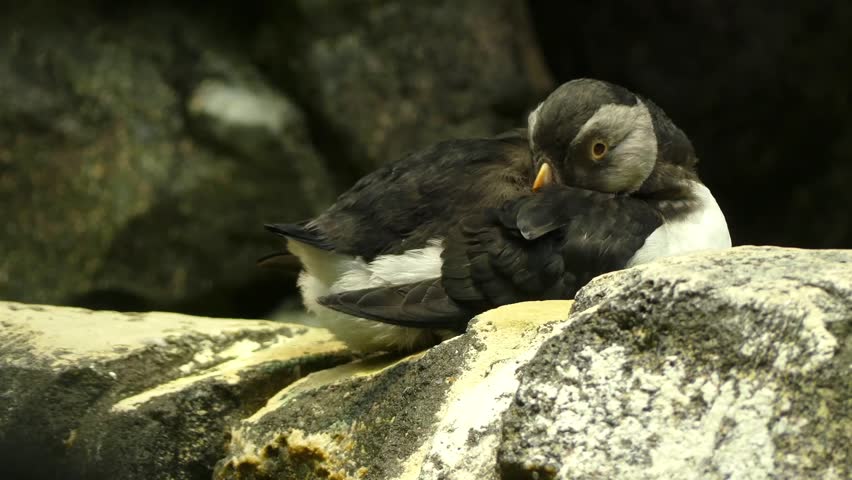 Atlantic puffin (Fratercula arctica), also known as common puffin, is a species of seabird in auk family. It is only puffin native to Atlantic Ocean.