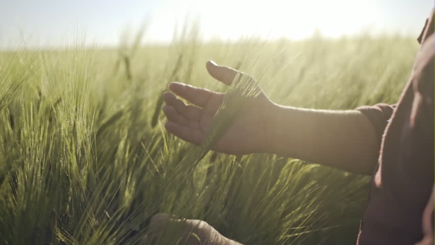 The young farmer touches the green stalk almost reaching the wheat and enjoys a good harvest against the background of the sunrise of a warm summer morn - slow motion. Royalty-Free Stock Footage #1010447450