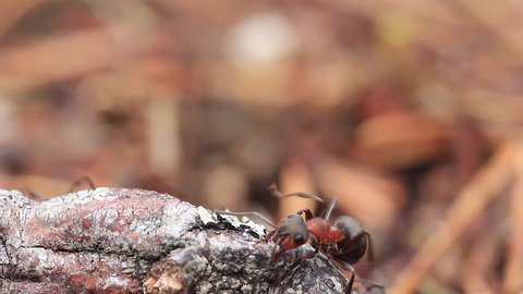 Red wood ants, Formica rufa, soldiers defending their nest in a pine forest in scotland during a sunny day in April.
